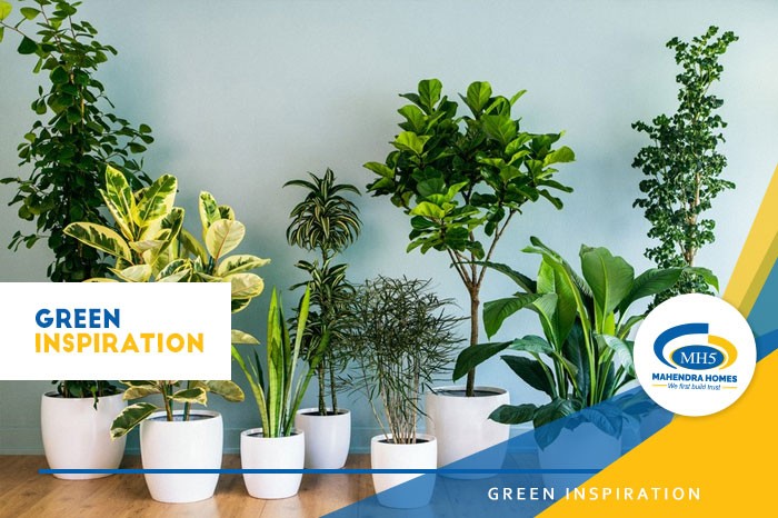 Green Inspiration